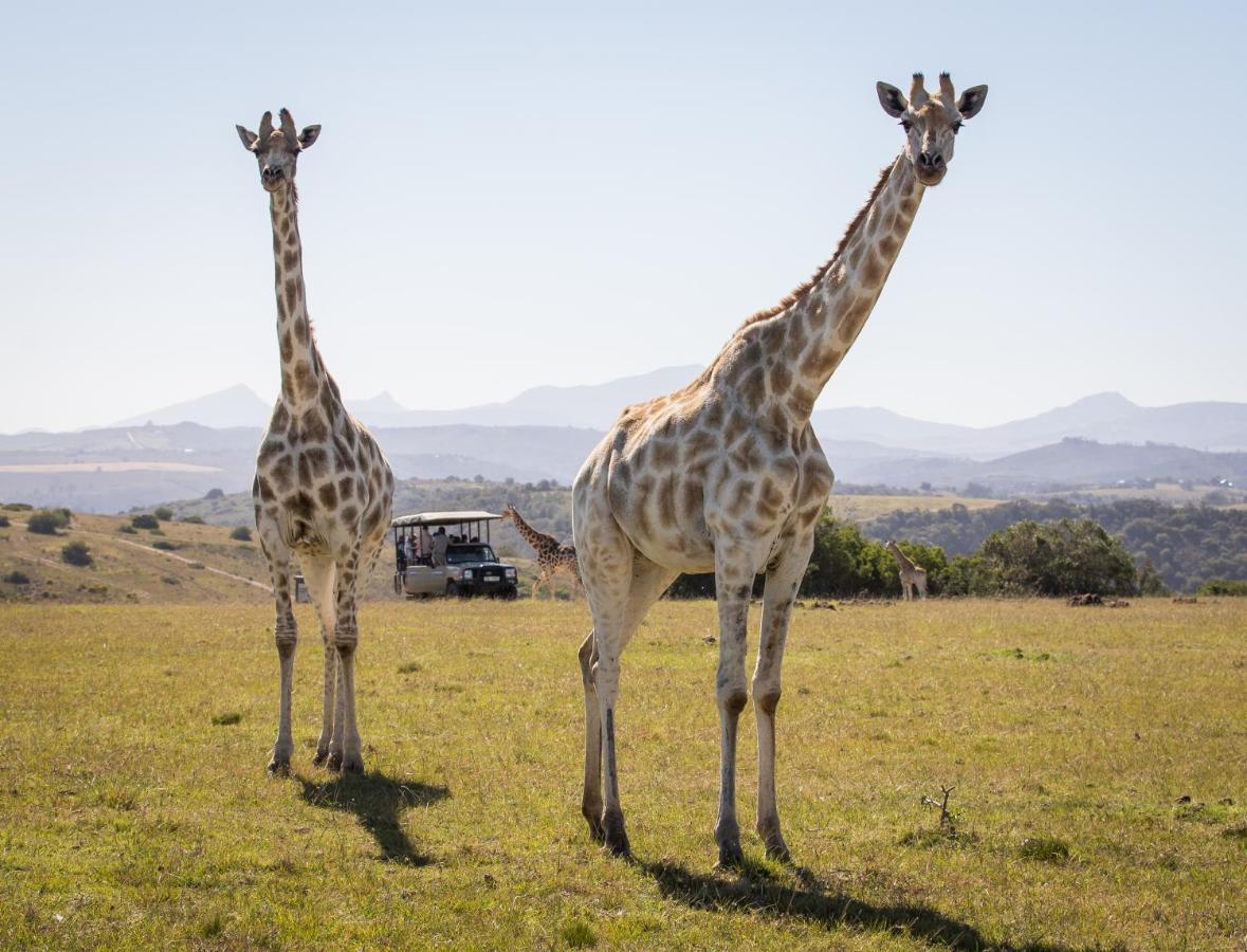 Botlierskop Private Game Reserve Рибок Экстерьер фото