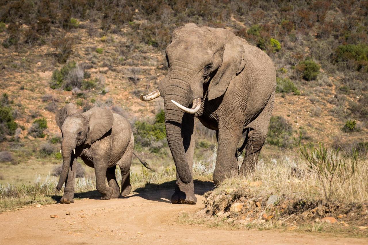 Botlierskop Private Game Reserve Рибок Экстерьер фото