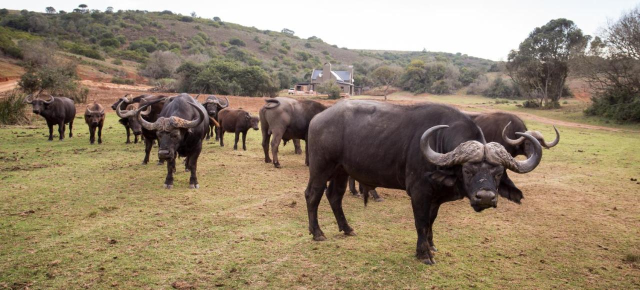 Botlierskop Private Game Reserve Рибок Экстерьер фото