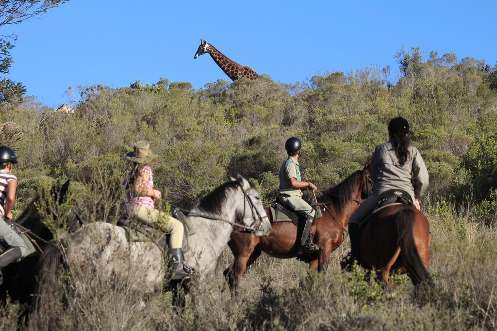 Botlierskop Private Game Reserve Рибок Экстерьер фото