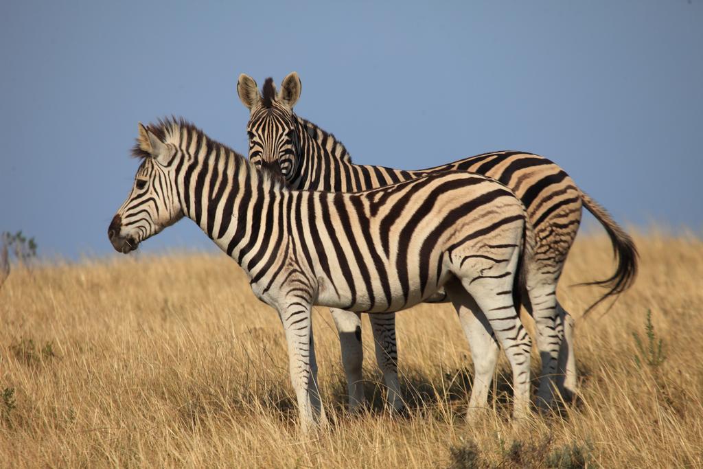 Botlierskop Private Game Reserve Рибок Экстерьер фото