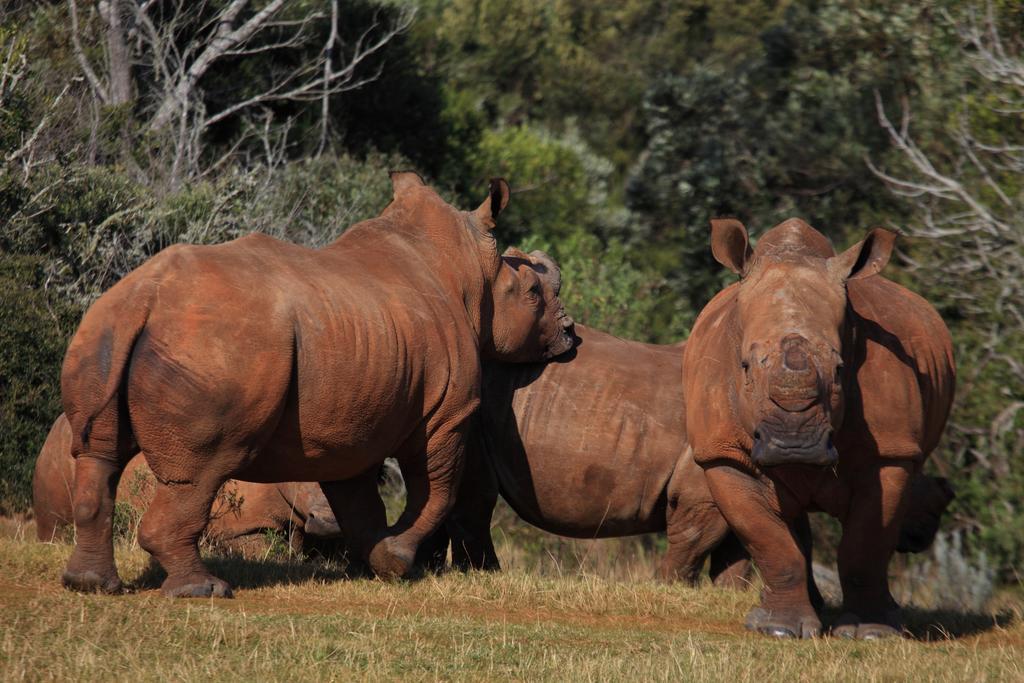 Botlierskop Private Game Reserve Рибок Экстерьер фото