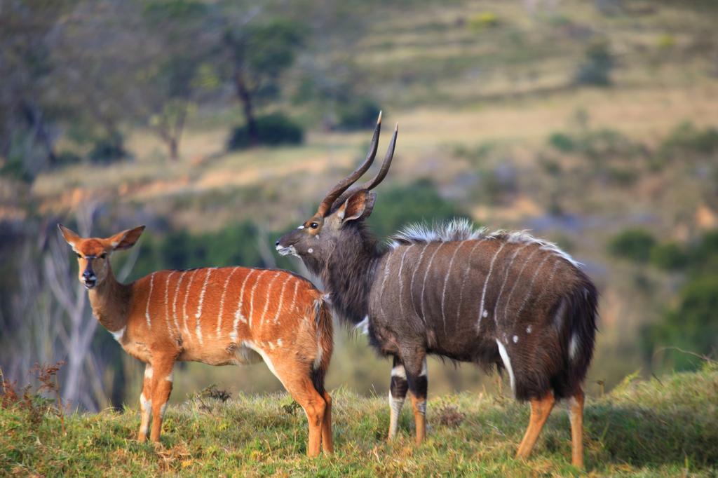 Botlierskop Private Game Reserve Рибок Экстерьер фото