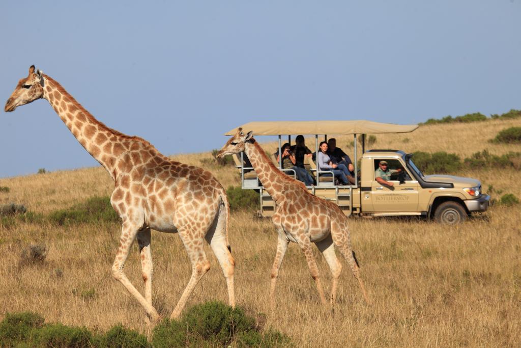 Botlierskop Private Game Reserve Рибок Экстерьер фото