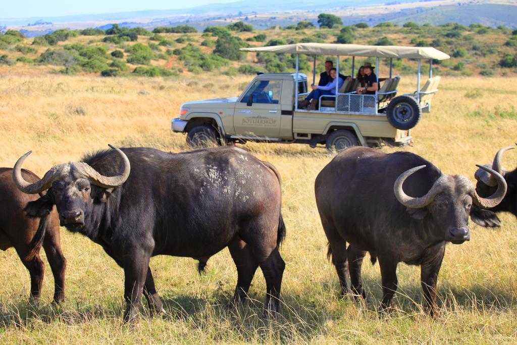 Botlierskop Private Game Reserve Рибок Экстерьер фото